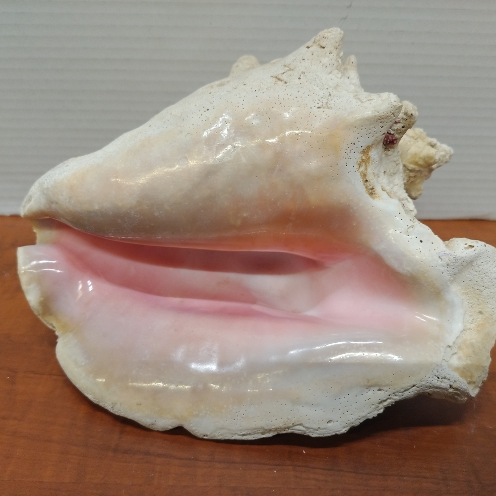 Large Pink and White Conch Shell